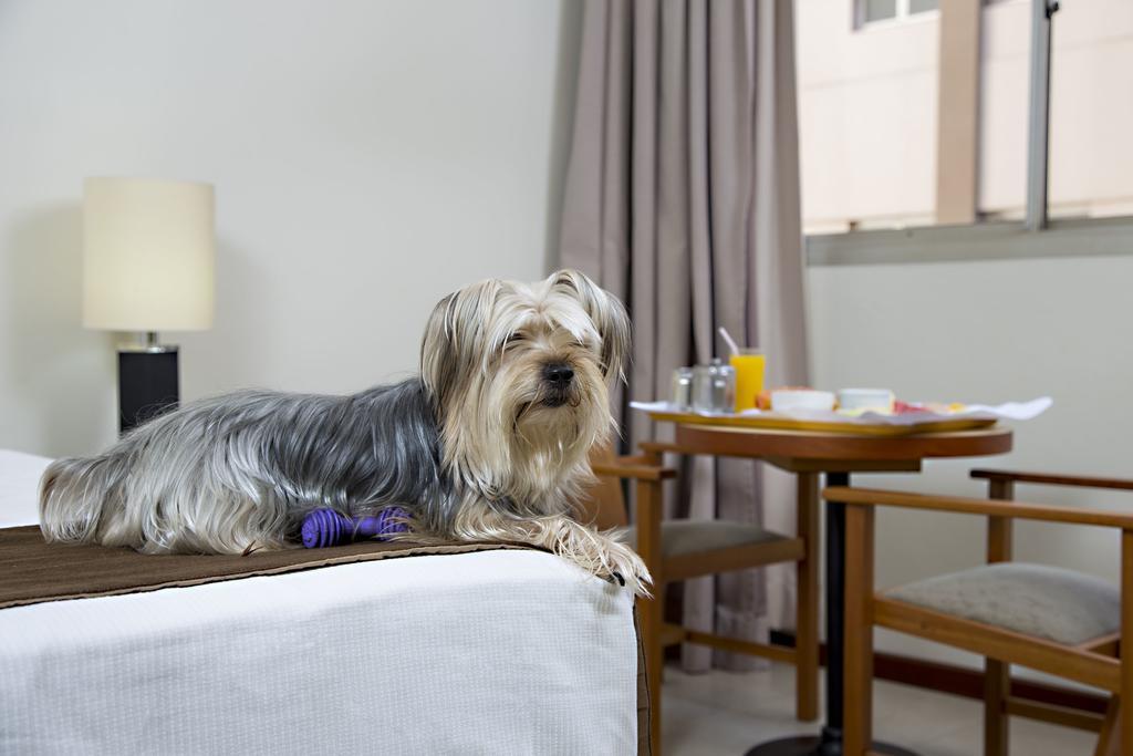 Stream Palace Hotel (Adults Only) Ribeirão Preto Esterno foto